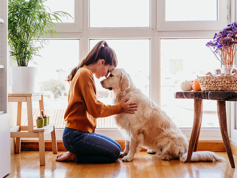 Festeja a tu mascota... Hoy es el Día del Perro