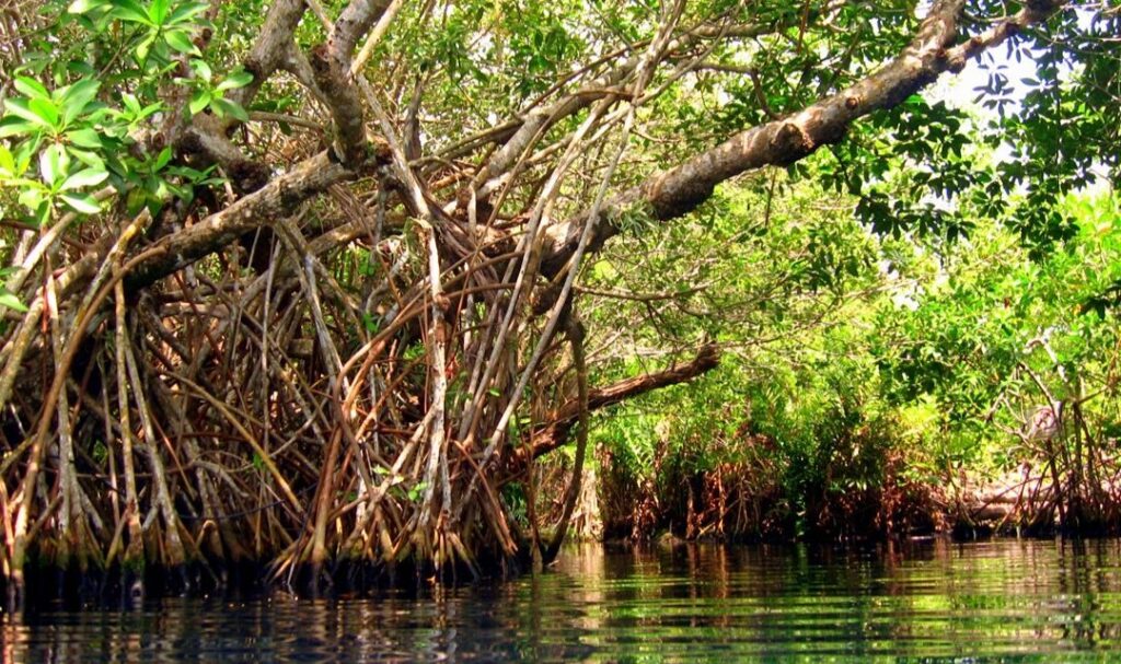 Q. Roo destaca por su riqueza en manglares