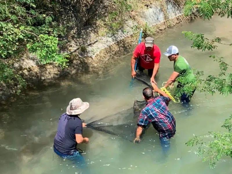 Capturan a cocodrilo en río en Nuevo León