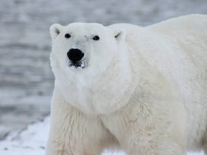 Condenan a muerte a un oso polar por ÔÇ£ProblemáticoÔÇØ en Groenlandia