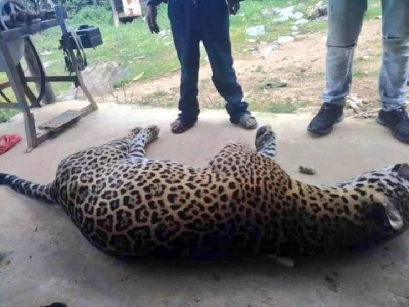 Inician proceso penal contra campesino que envenenó a un jaguar