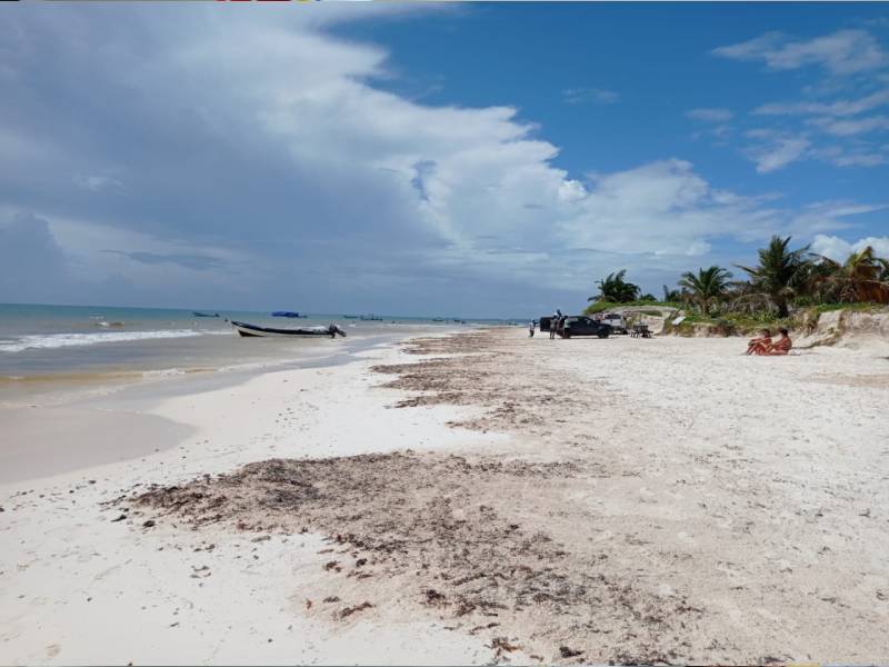 Continúan labores de limpieza de playas en Tulum