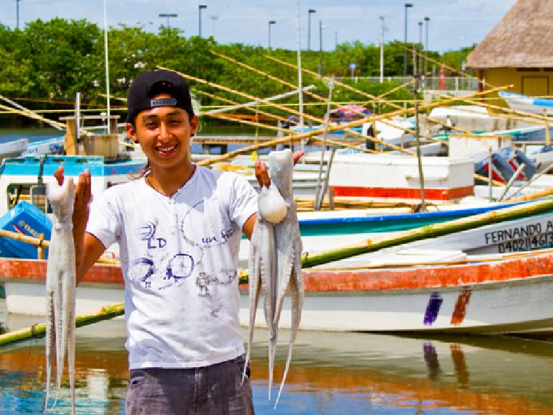 Se triplica la captura de pulpo esta temporada en Campeche