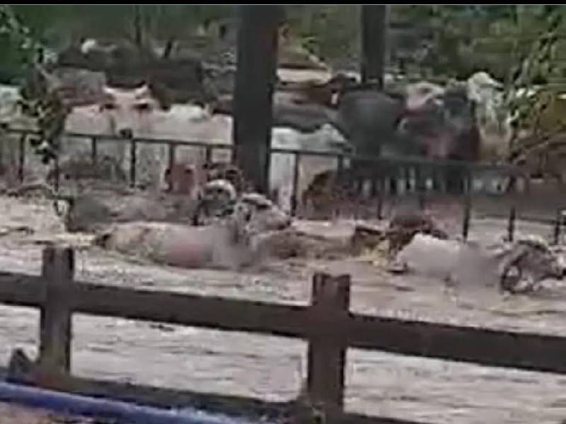 Video. Captan a vacas arrastradas por la corriente por paso de Nora en Sinaloa