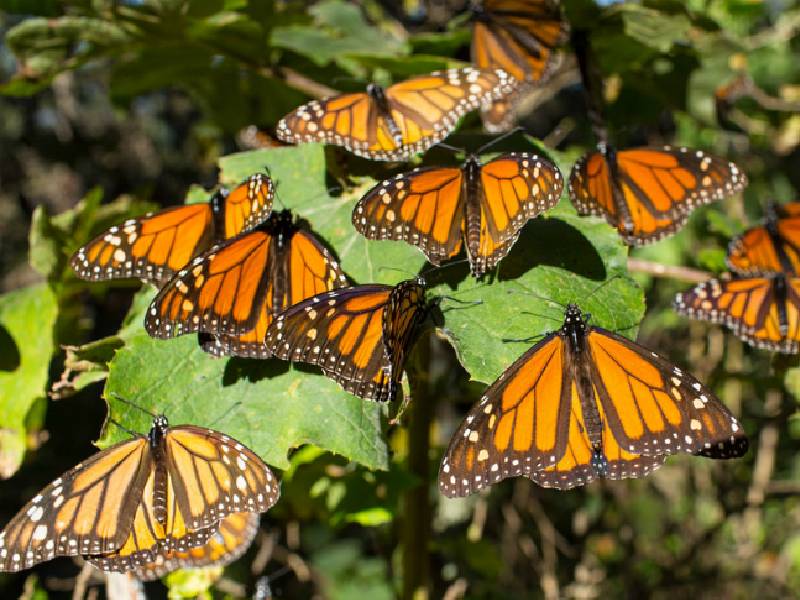 En Canadá protegen a la mariposa monarca