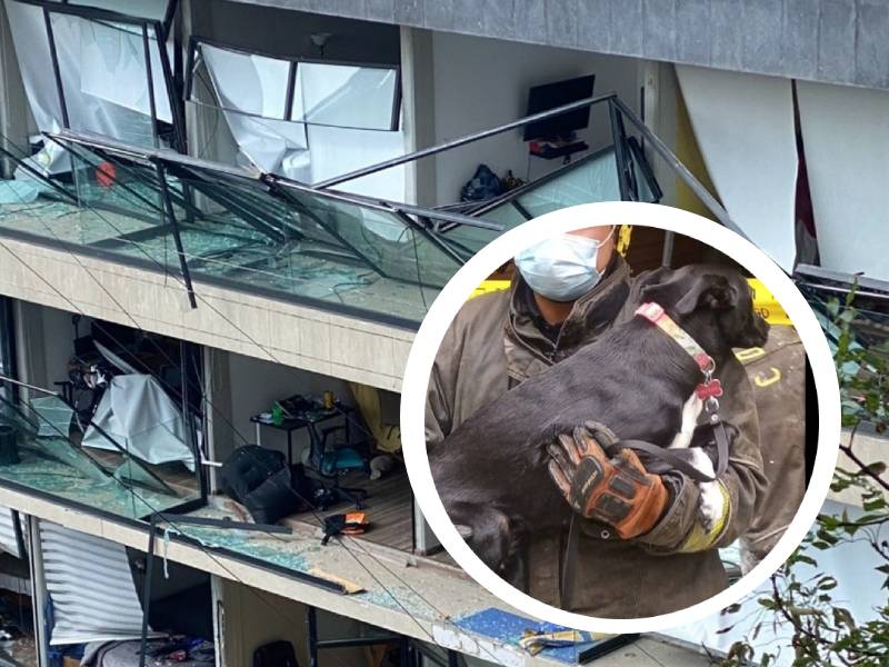 Fotos. Lomito libra explosión en edificio de avenida Coyoacán
