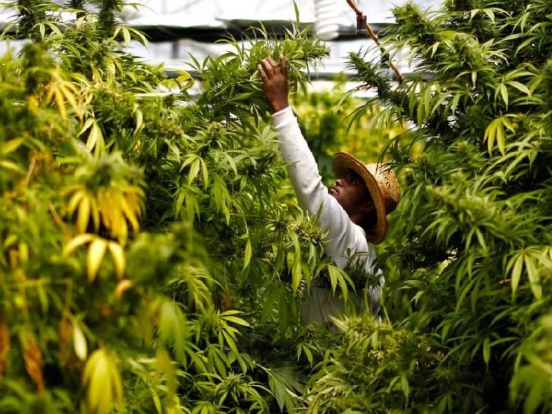 Qué retos y oportunidades enfrenta la industria de cannabis en México