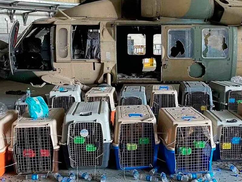 Tropas de EU abandona decenas de perros tras marcharse de Afganistán