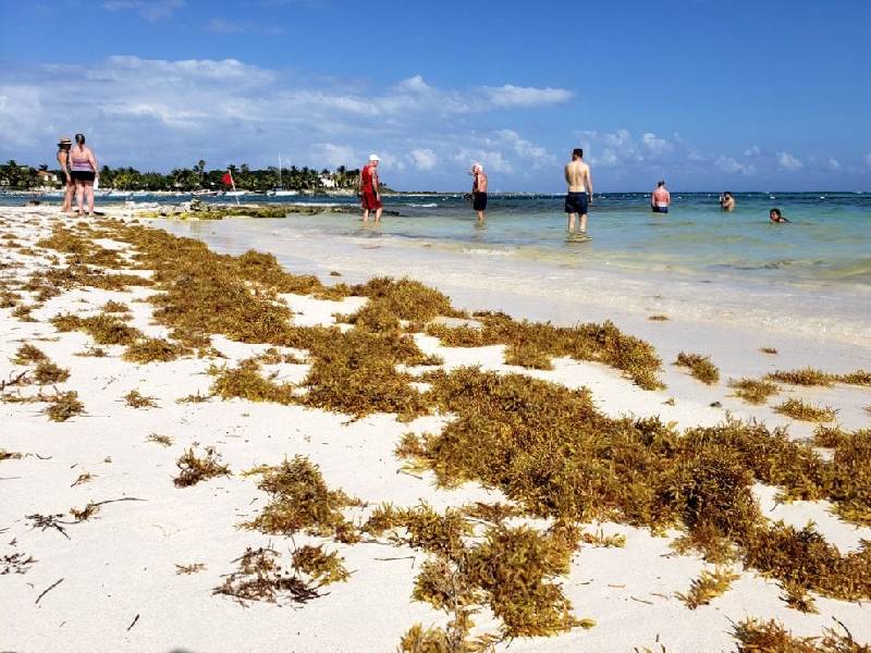 Sargazo da un respiro a las playas de Akumal