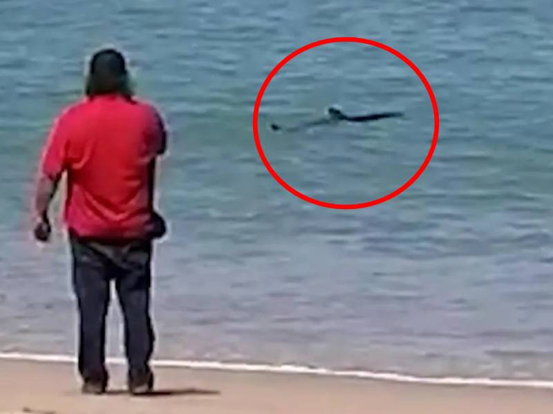 Un tiburón se aparece en esta playa mexicana y sorprende a turistas