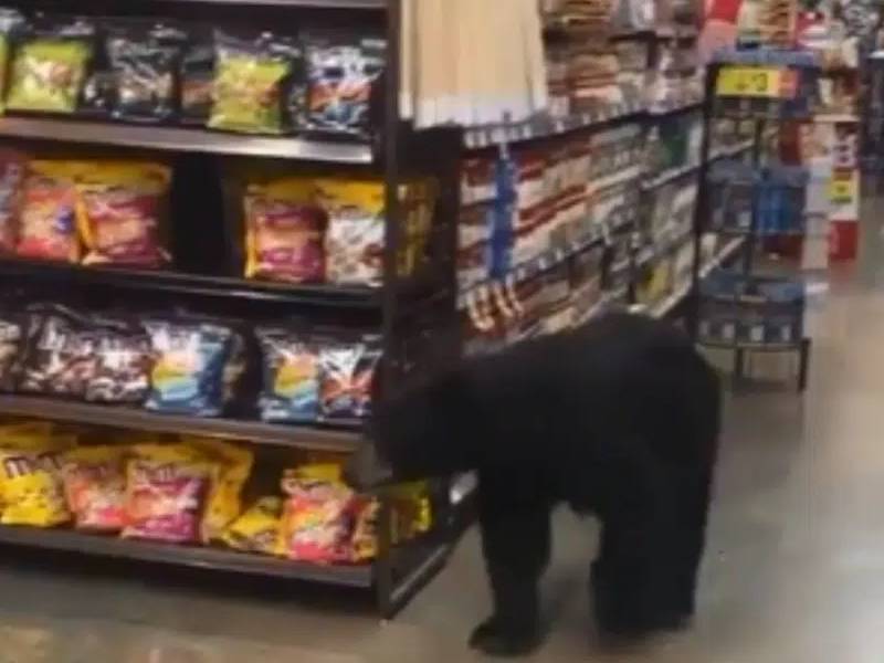 Video. Pequeño oso se va de compras al super en Los ángeles