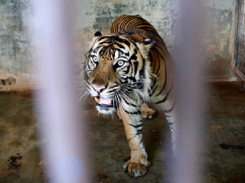 Indonesia investiga cómo dos tigres Sumatra se contagiaron de Covid-19