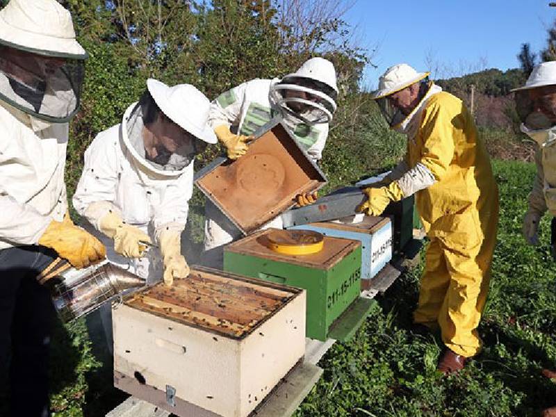 Vulneran los menonas apicultura en Bacalar