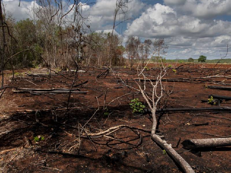 Imparable deforestación de selva maya en Quintana Roo