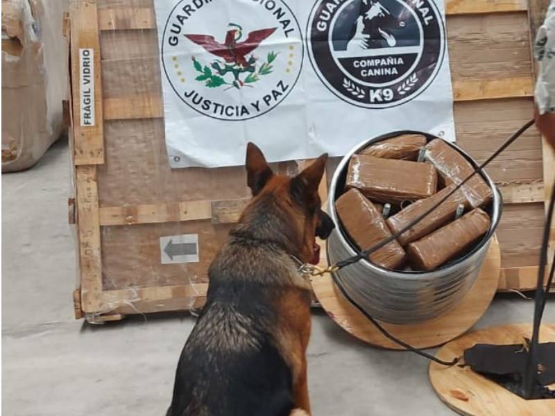 Binomios caninos de la Guardia Nacional localizan droga escondida