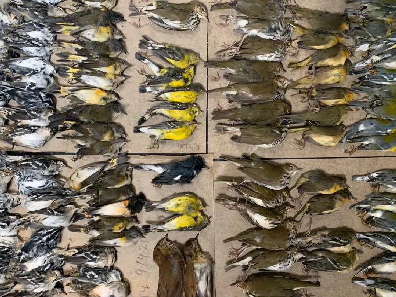 Cientos de pájaros mueren en un día al estrellarse contra WTC de Nueva York