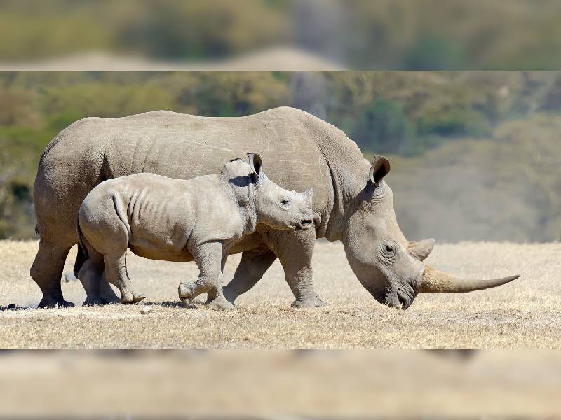 ¿Sabías que existe un día mundial del rinoceronte?