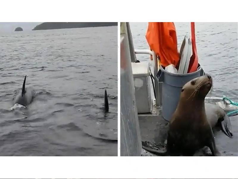 Video: ÔÇÿTienes que irteÔÇÖ; león marino huye de orcas y salta al bote de una mujer