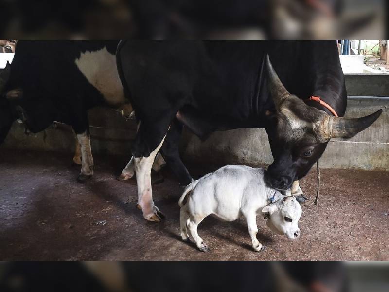 Video. Rani, la vaca más pequeña del mundo, recibe Récord Guinness