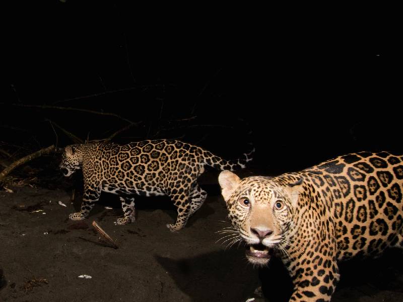 Detienen a dos centroamericanos por cazar a un jaguar en Mahahual