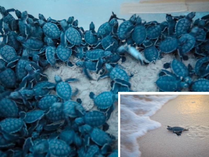 Ya fueron liberadas más de 13 mil tortugas en Playa del Carmen