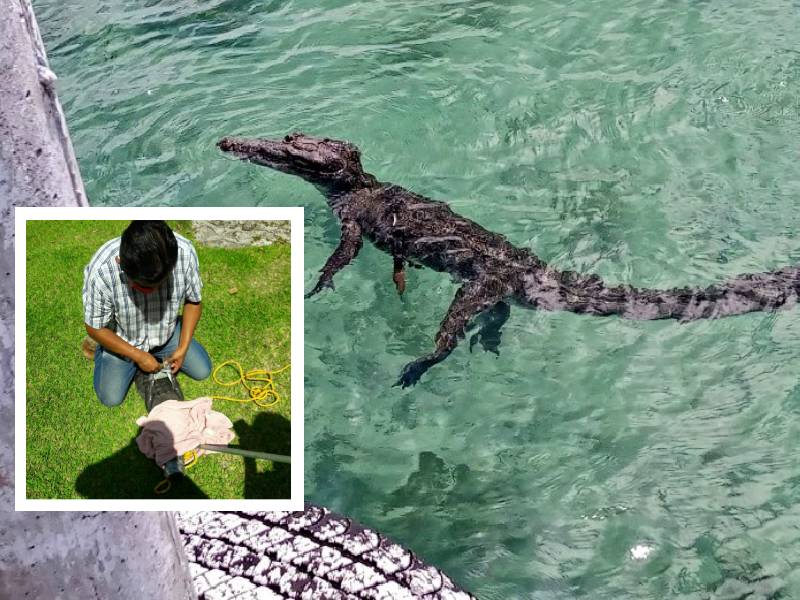 Rescatan a cocodrilo herido, estaba varado en laguna de Bacalar