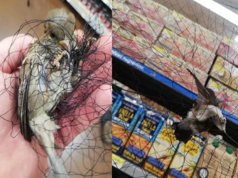 Enredadas en una red, supermercado atrapa y deja morir de hambre a aves