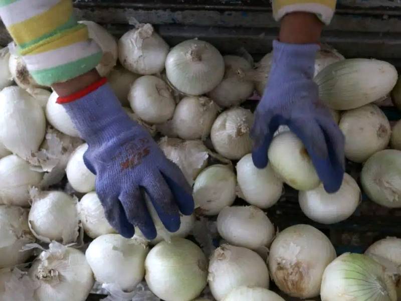 Investigan brote de Salmonella en EU y Canadá por cebollas mexicanas
