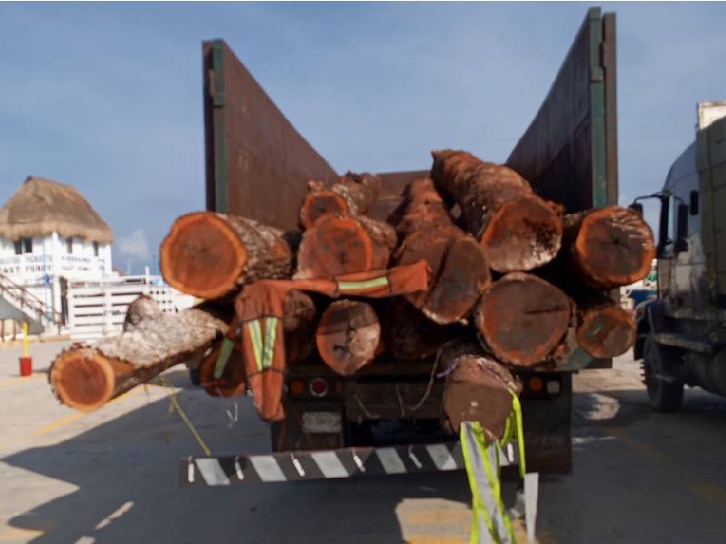 explotación ilegal de maderas preciosas