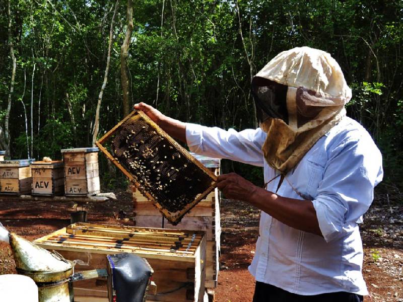 Se eleva la producción de miel en Quintana Roo a un 18 por ciento
