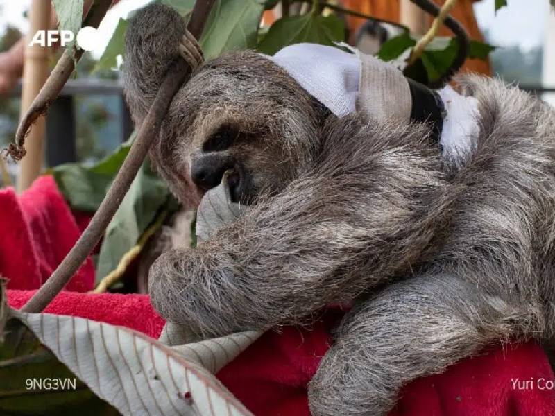 ¡No son peluches!: pareja rescata perezosos en peligro y los libera en su hábitat