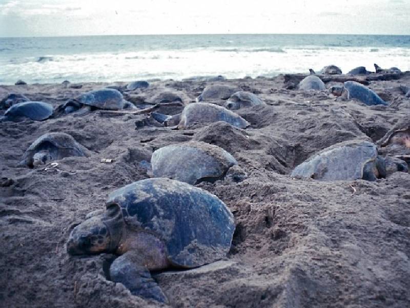 Aumenta el arribazón de la tortuga marina en Campeche