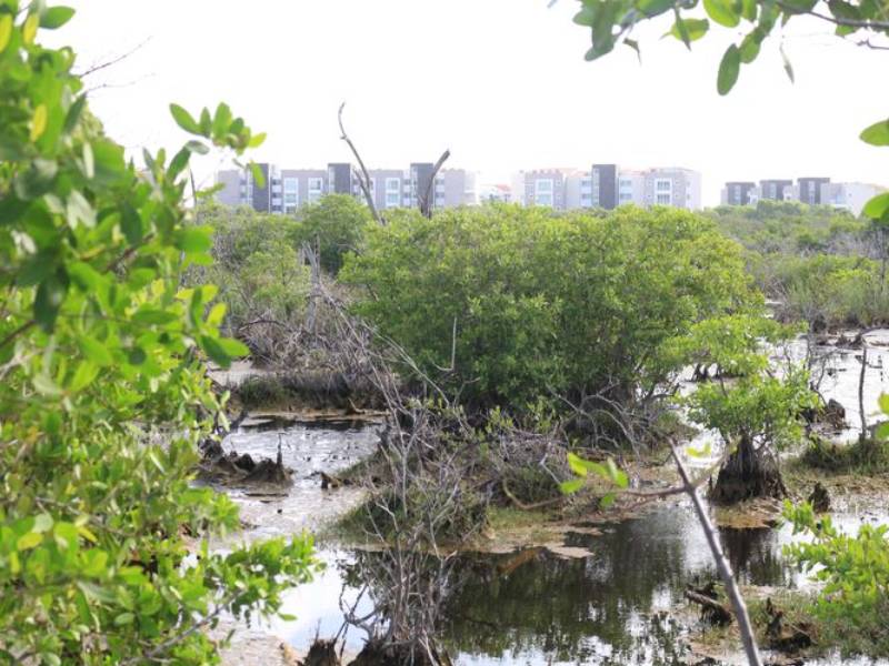 Peligran manglares en zona hotelera por falta de mantenimiento