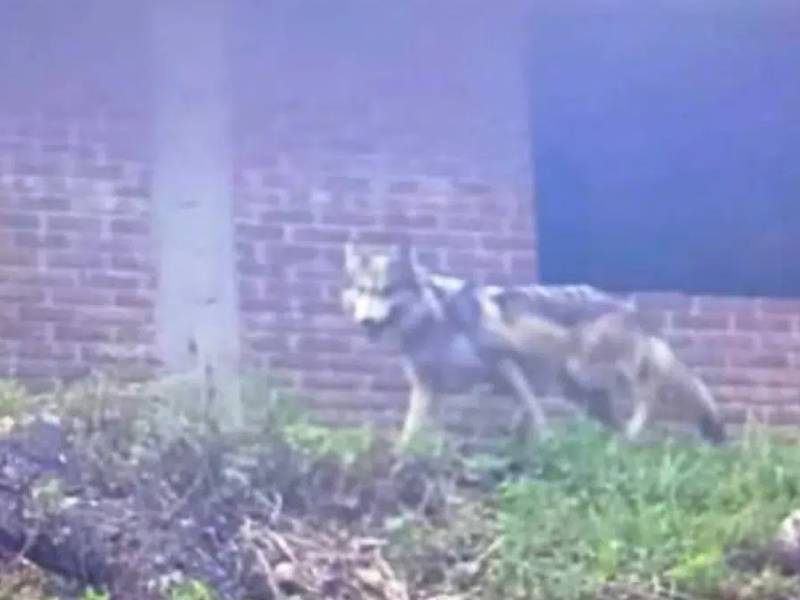Video. Capturan a lobo que se fugó del Parque Hermenegildo Galeana