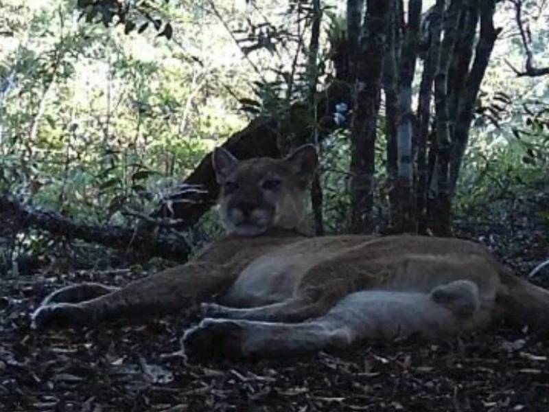 Puma considerado extinto vuelve a Rio de Janeiro tras 80 años