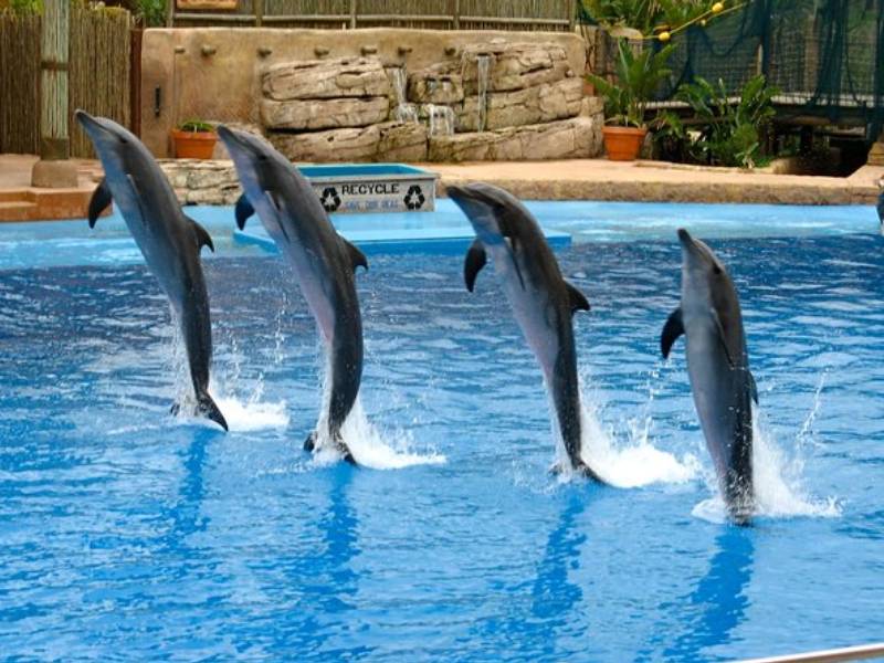 Piden interacción menos invasiva con delfines