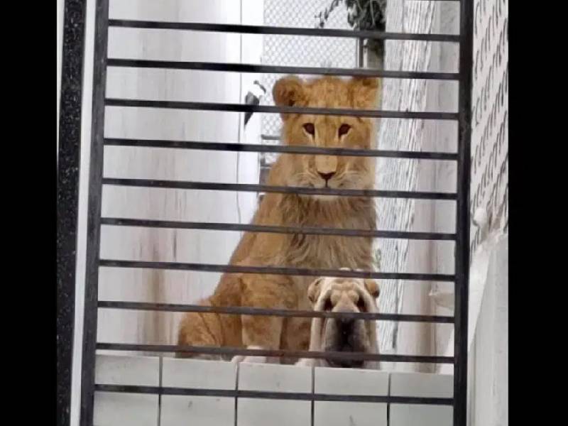 Perro que convive con león en casa del Edomex no corre riesgo, afirma dueño