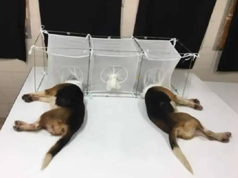 Denuncian macabro experimento con cachorros de Beagle a los cuales mosquitos ÔÇÿdevoraronÔÇÖ