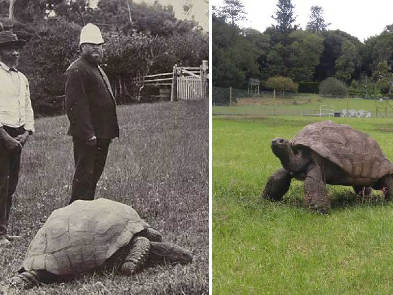 La tortuga Jonathan tiene 189 años y es el ser vivo terrestre más longevo