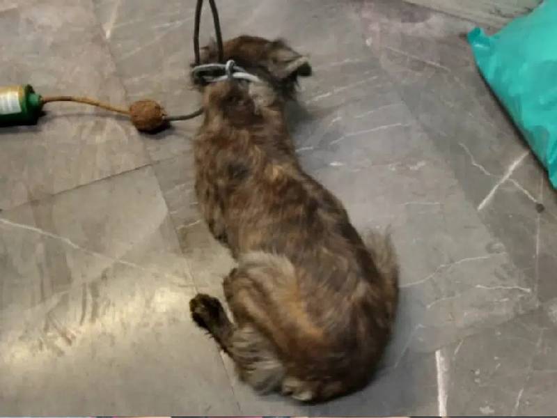 Una buena noticia: Rescatan a perrito en el Metro