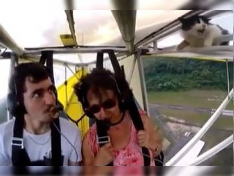 Video. ¡Que susto! Gato viaja en avión ultraligero y sorprende a pasajeros