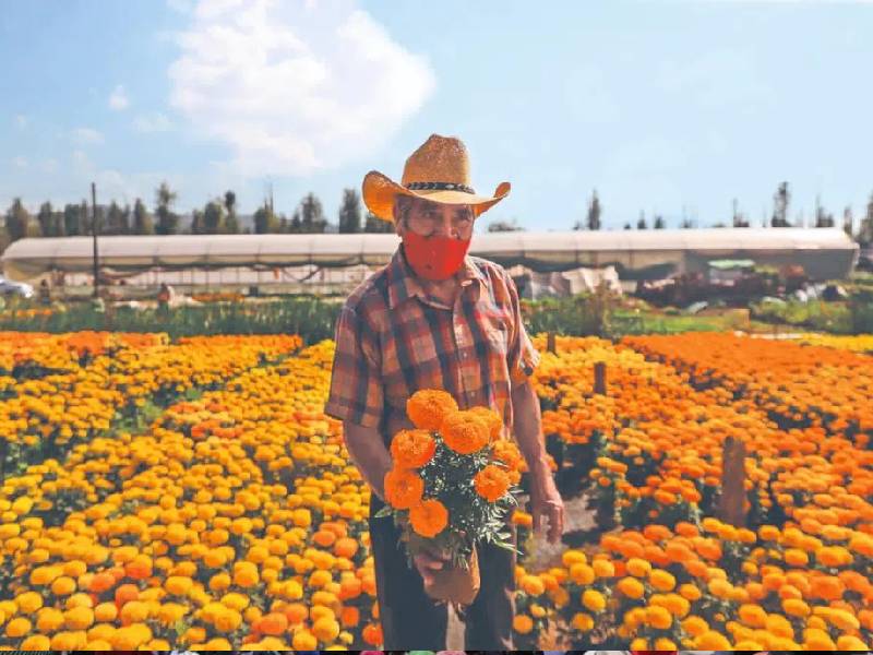 Esperan derrama de 100 mdp por venta de Flores del Mictlán