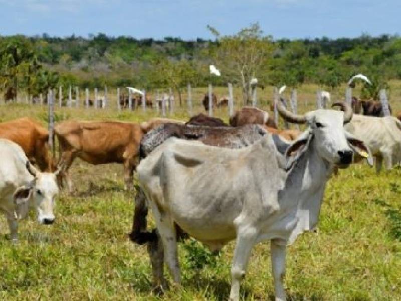 Registran pérdidas millonarias en sector ganadero