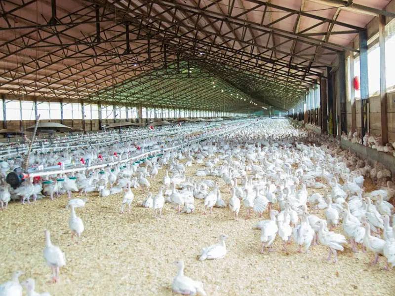 Sader fortalecerá la producción avícola