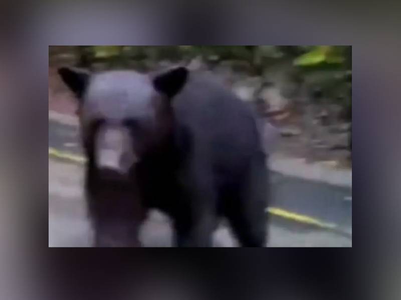 VIDEO: Hombre ataca con gas lacrimógeno a oso en Nuevo León