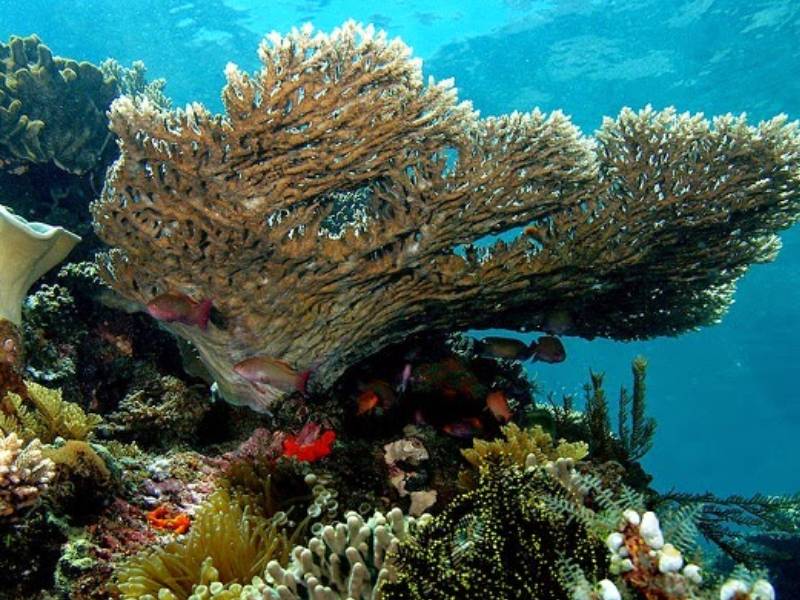 Inapesca restaurará corales dañados por huracanes