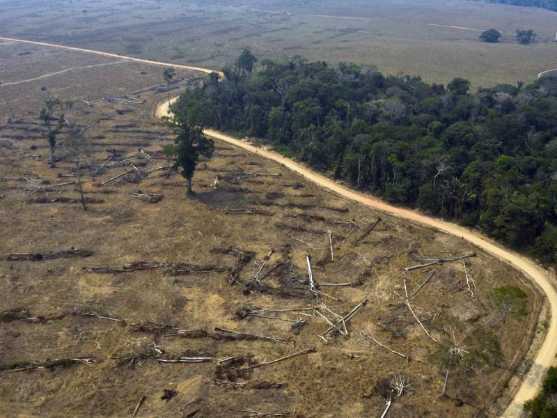 Deforestación amazónica expondrá a millones de brasileños al calor extremo en 2100 (estudio)