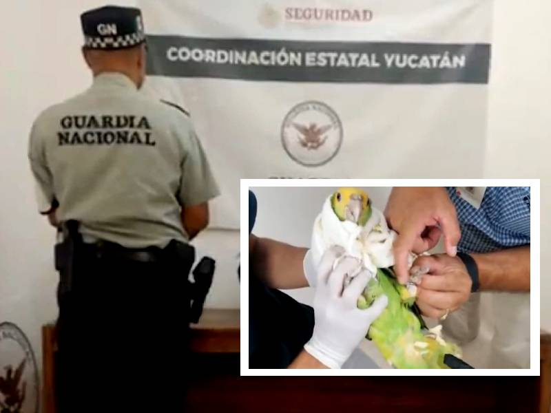 Detectan tráfico de aves en aeropuerto de Mérida