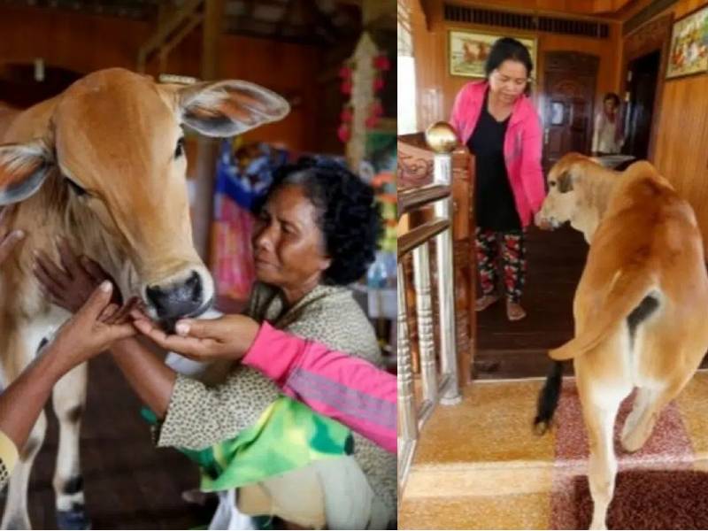 Mujer se casa con una vaca al creer que es su marido reencarnado
