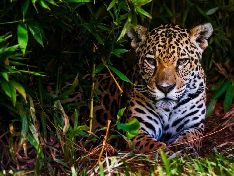 Preservación del Jaguar